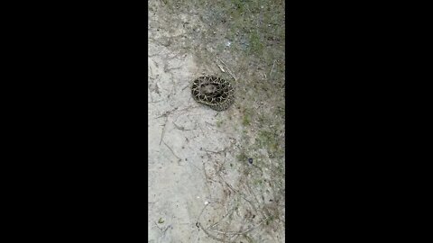 One nasty rattlesnake. I almost got to see rattlesnake bite caught on camera! Rattlesnake Evil!