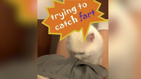 Cat and fart