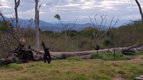 Chimpanzee Loves To Dance And He Is Ready For The Weekend