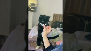 Playful cat stealing biscuits from my hand…#shorts #funnycat #playfulcat #FelixCat