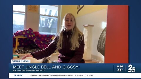 Jingle Bell and Giggsy the cats are up for adoption at the Baltimore Humane Society