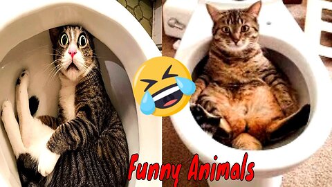 New 💥💥 funniest Animals 2024 - Dogs & Cats Video - Try Not To Laugh 🐶🐱🤣🤣