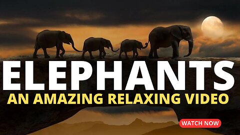 Elephants| A Beautiful Scenic video|Full UltraHD