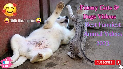 Funny Cats And Dogs Videos- Best Funniest Animal Videos 2023