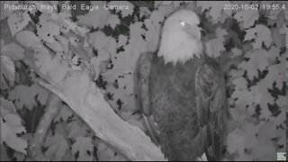 Hays Eagles Dad flys by the nest to a branch for the night 100220