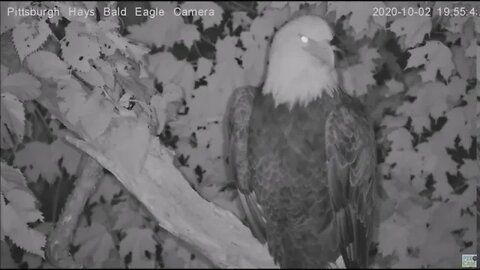 Hays Eagles Dad flys by the nest to a branch for the night 100220