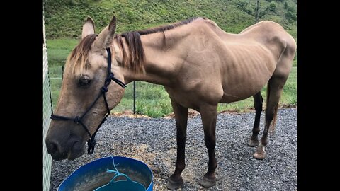 Arthur the rescue horse close to full recovery - putting on weight through winter