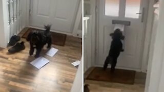 Puppy's reaction to mail being delivered is absolutely priceless
