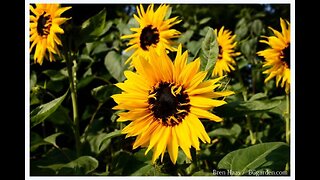 Sun Flowers Turn Away From The Bright Sun: Inverse Heliotropism?