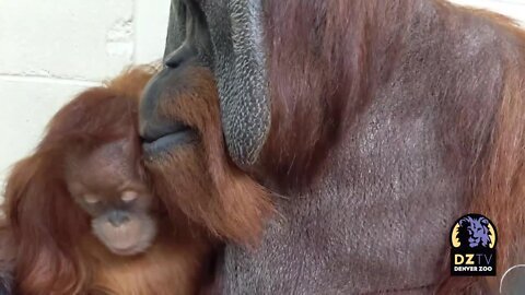 Orangutan father and daughter: Cerah and Berani