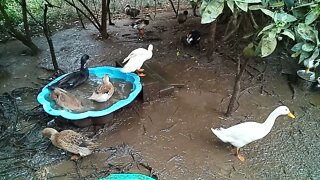 Ducks having a morning swim and clean 7th September 2021