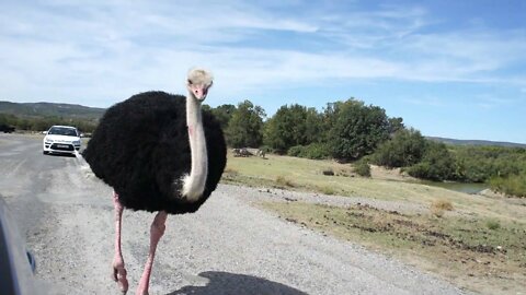 Funny video of the ostrich