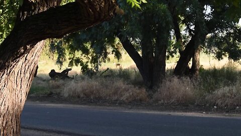 Coyote At The Bike Trail