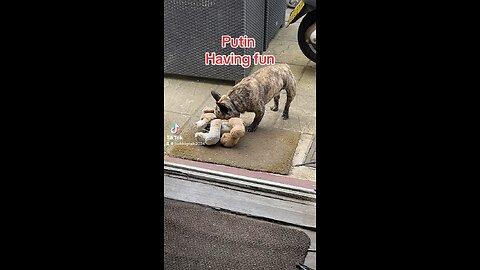 French bulldog playing