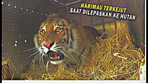 HARIMAU TERKAJUT SAAT DI LEPASKAN DI ALAM TERBUKA DAN SEMAKIN GANAS