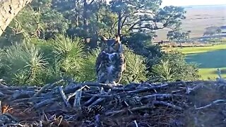 Great Horned Owls Early Evening Rendezvous 🦉 1/14/22 16:36