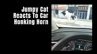 Jumpy Cat Reacts To Car Honking Horn