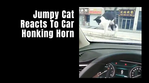 Jumpy Cat Reacts To Car Honking Horn