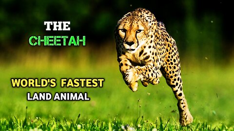 The Cheetah| Fastest Land Animal In The World.