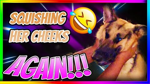 Squishing German Shepherd Cheeks | Part 2!! #shorts #gsd #germanshepherd