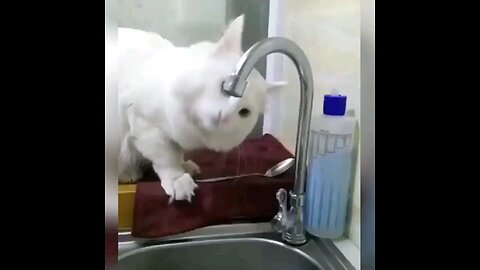 Funny cat video