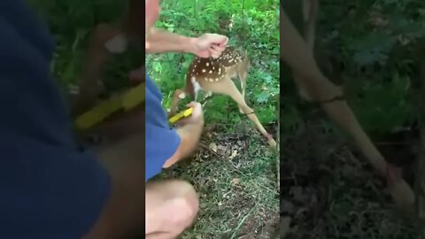 Like a good neighbor save little deer