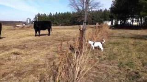 Dog get shocked by fence