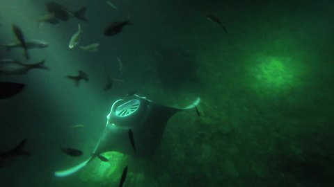 Hawaiian night diving with enormous Manta Rays
