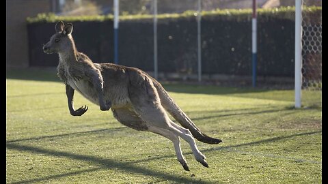 A Dingo May Eat Your Baby, but a Kangaroo Will Drown Your Dog