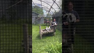 Black and White Ruffed Lemurs Getting Fed