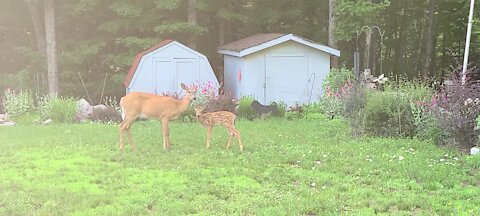 Newborn fawn reunites with mama after exploring forest