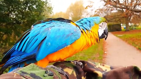 Most Beautiful Macaws on Planet Earth 4