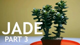 Jade Bonsai, Part 3