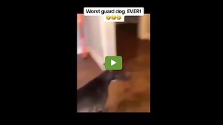 Worst guard dog EVER!!!