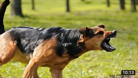 Dog barking sounds: happy, angry and loudly