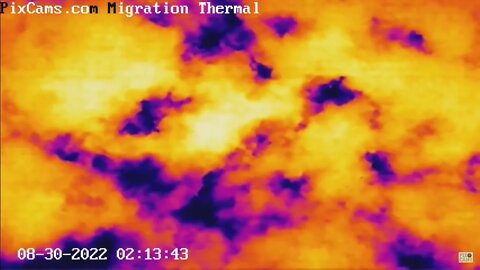 Nocturnal Migration on Thermal Camera - 8/30/2022 @ 2:13 - Slow-Motion View