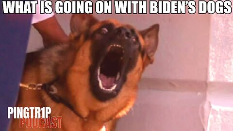 What Is Going On With Joe Biden's Dogs, YouTube Prank Goes Wrong and I Come Out As Non-Binary