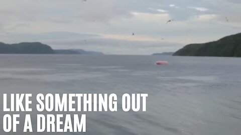 A Pink Whale Was Spotted Off The Coast Of Newfoundland & There Are Theories About It