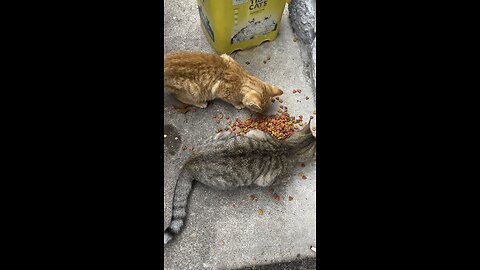 Feral Kitten 🦁 #cat #kitten #furbabies #feral Chamberlin Family Farms “Naturally Good”