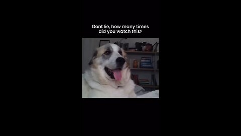 Dog slaps funny, viral video😁🤣