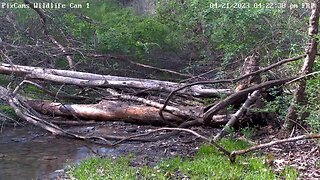 Big ash tree falls in stream by Wildlife Cam 1 4/21/2023