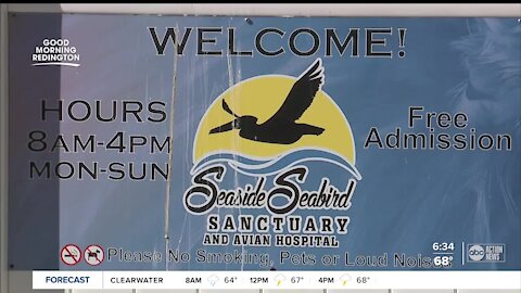 Despite inflation and red tide, Seaside Seabird Sanctuary continues tireless work