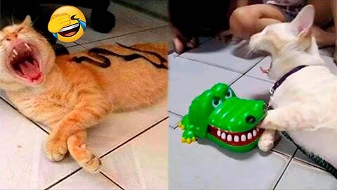 Do not laugh! Funny Cats Videos