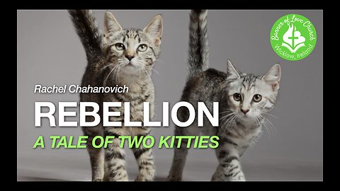 Rebellion - A Tale of Two Kitties, by Rachel Chahanovich 14 July '24