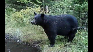 Bear Bath, August 22-24