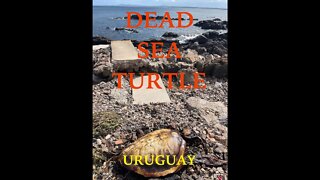 Dead Sea Turtle at Casapueblo, Punta del Este, Punta del Diablo, Uruguay