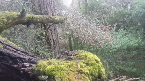 Old 1895 Stevens Canyon Road: Beyond Grizzly Flat Trail