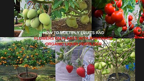 How to multiply fruits and flowers on plants with homemade organic liquid fertilizer