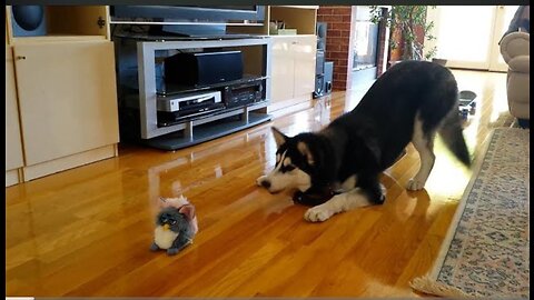 Funniest Huskies 15 Minutes Best Video, #DogComedy#PawsomeHumor.