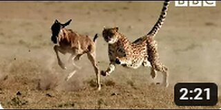 Cheetah chases wildebeest _ The Hunt